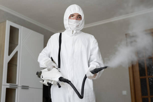 Best Attic Mold Removal in USA